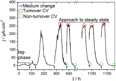 figure-results-11 Electrochemical graph; CV analysis; current vs time; steady state approach; data in microamps and hours.