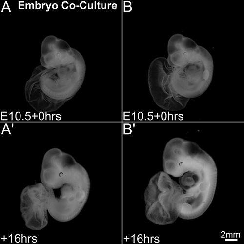 Embryo co-culture results, microscopy images at E10.5 and +16hrs, developmental comparison.