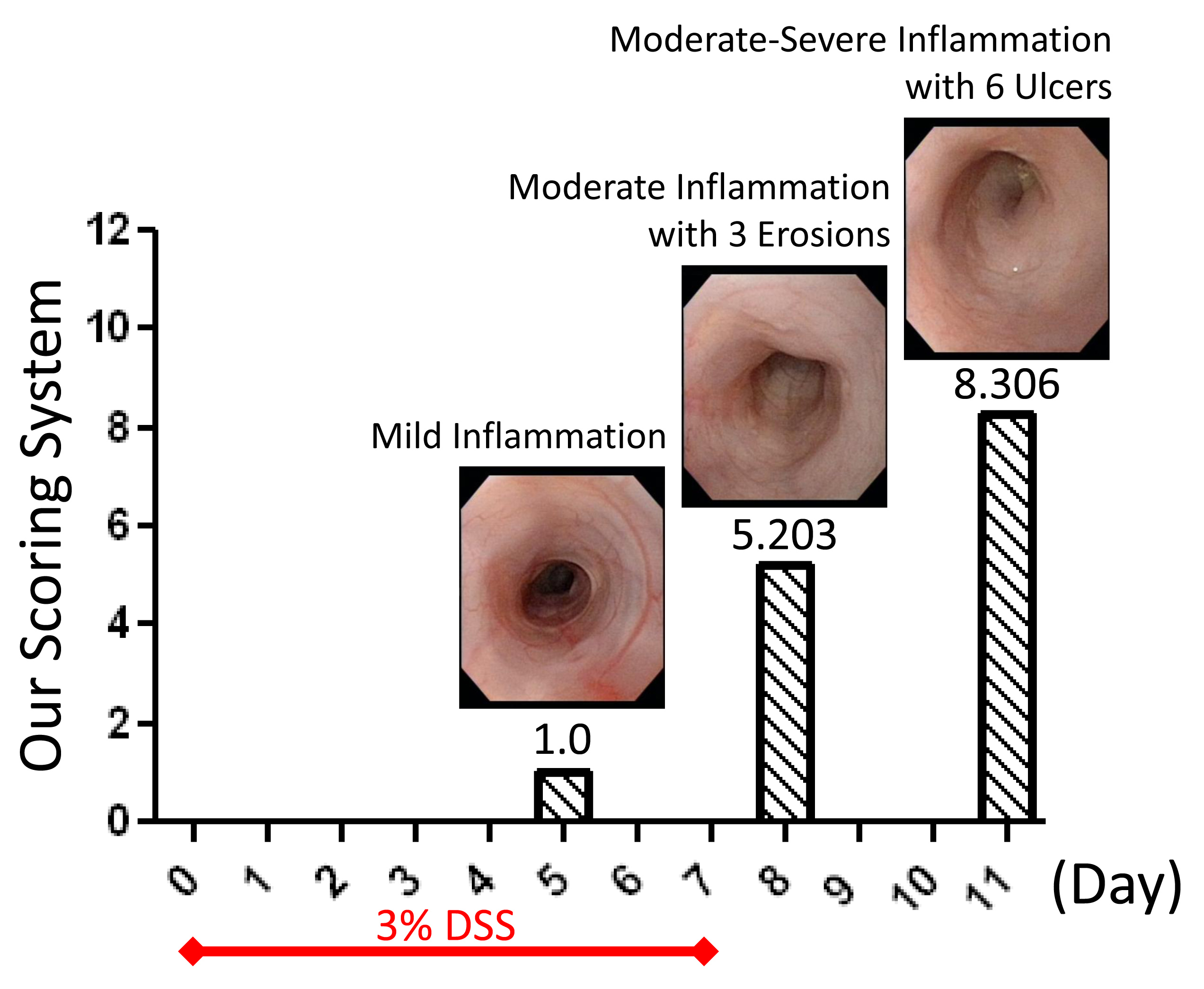 figure-results-12 Colitis severity bar chart showing inflammation progression with DSS over days; histologic images.