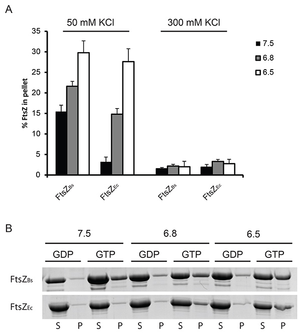 figure-results-1 FtsZ polymerization analysis; bar graph and SDS-PAGE; effect of KCl concentration and pH.