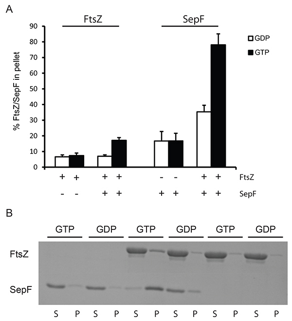 figure-results-2 FtsZ-SepF interaction graph and electrophoresis; GDP vs. GTP binding protein analysis.