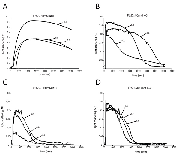 figure-results-3 Light scattering analysis of FtsZz in KCl solutions; graphs A-D show different concentration effects.