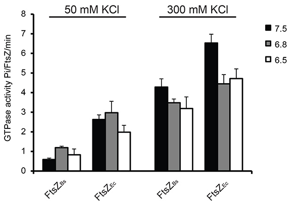 figure-results-5 GTPase activity bar graph; KCl concentration effects; FtsZ proteins; pH levels comparison.