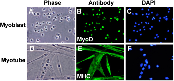 Maskot Cell Isolation, Culture, and Transplantation of Muscle Satellite Cells