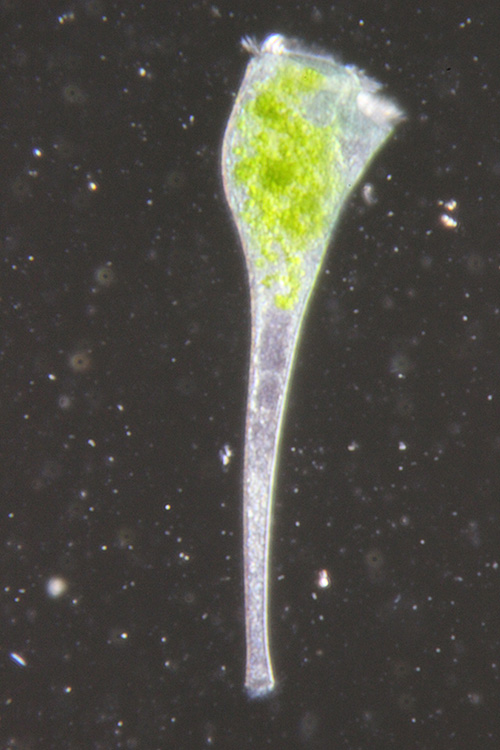 figure-results-1 Microscope image of green algae cell, focusing on morphology, chloroplast distribution, and absorption.