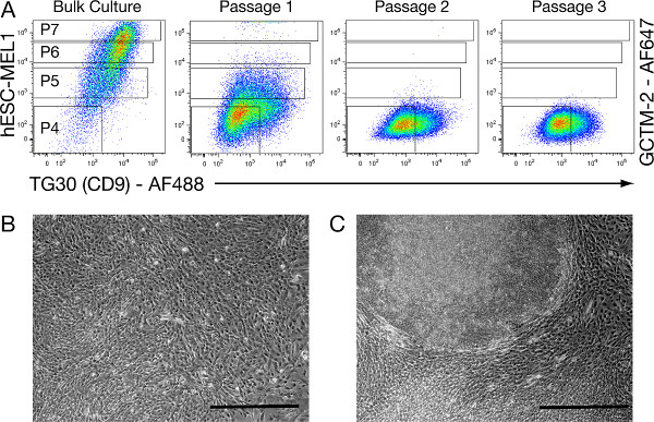 figure-results-2 Flow cytometry analysis, CD9 marker in stem cell cultures; microscopy images of cell morphology.