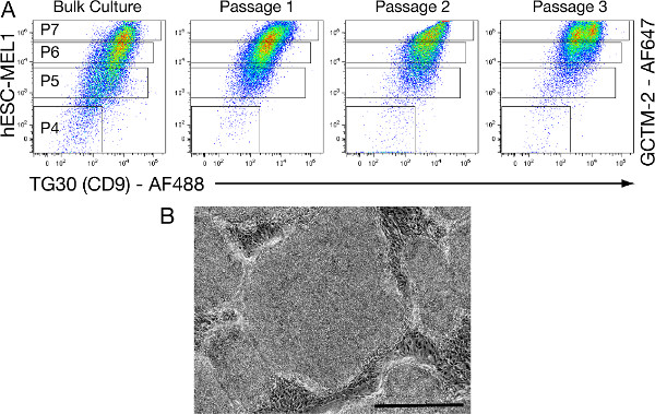 figure-results-3 Flow cytometry analysis of cell passage stages; microscopy image of stem cell morphology.