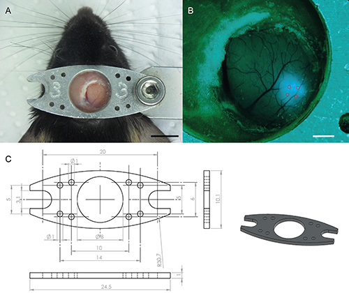 Mouse Skull Defect 가상 현실 환경을 탐색 마우스의 두 광자 칼슘 이미징