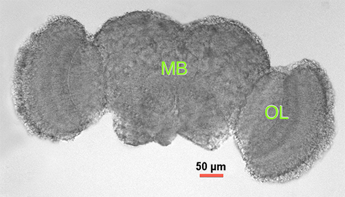 figure-results-1 Microscopy image, brain structure labeled MB and OL, scale bar 50 µm, for neural anatomy study.