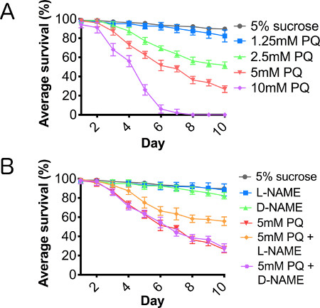 figure-results-2 Survival analysis graph; sucrose, PQ, L-NAME effects on organism longevity over 10 days; error bars.