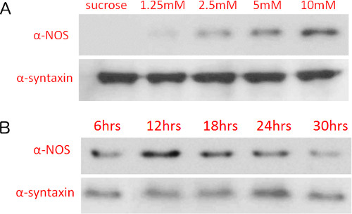 figure-results-3 Western blot analysis of α-NOS and α-syntaxin under sucrose concentrations and time intervals.