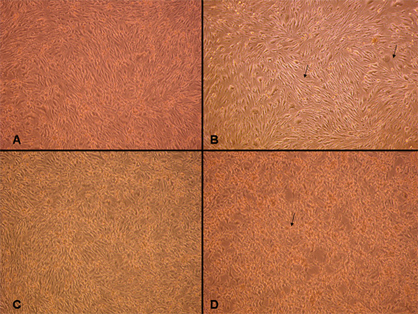 Cell culture growth stages, microscope images; fibroblast proliferation analysis in vitro.