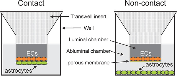 Transwell co-culture diagram with contact and non-contact setups for cellular interaction study.