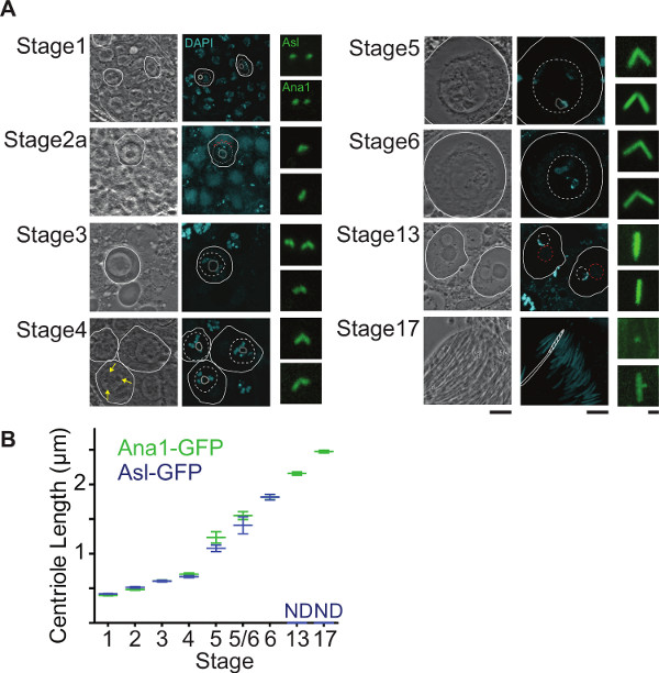 figure-results-4 Centriole development stages; fluorescence microscopy with Ana1-GFP/Asl-GFP; graph of centriole length.