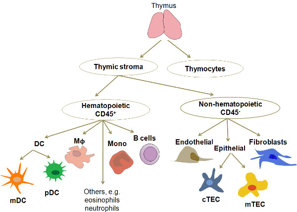 Thymus cell differentiation diagram; hematopoietic vs non-hematopoietic CD45+ lineage pathways.