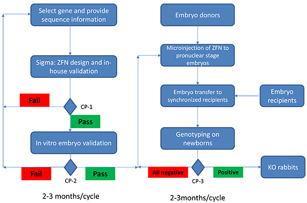 figure-discussion-1 ZFN gene-editing workflow diagram; processes include embryo validation, genotyping, knockout rabbits.