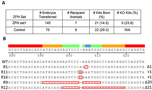 figure-discussion-4 Zinc finger nuclease (ZFN) experiment results and DNA sequence diagram for genetic editing analysis.