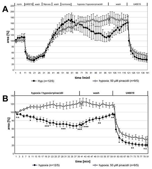 Graph analysis of hypoxia and pinacidil effects on vascular area over time.