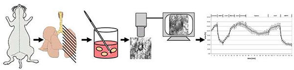 Rodent tissue sampling to microscopy analysis and data chart of cellular structures.