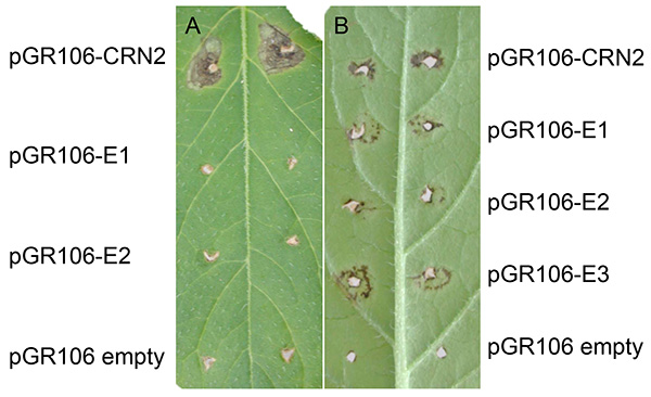 Plant disease symptoms experiment; gene expression analysis; plant leaves with pGR106 constructs.