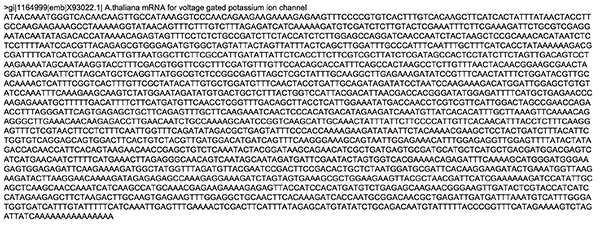 Thaliana mRNA sequence text for voltage-gated potassium ion channel analysis.