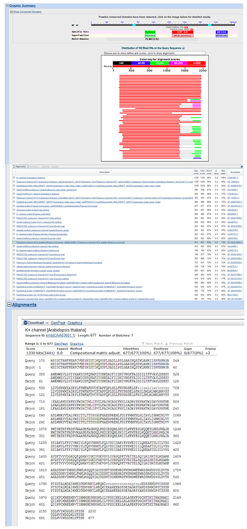 Bioinformatics sequence alignment results; graph of query scores; K+ channel protein analysis.