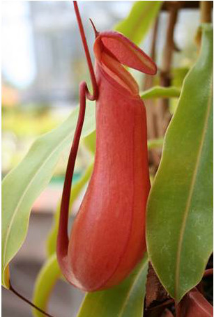 figure-introduction-1 Carnivorous plant morphology; Nepenthes pitcher; botanical study; adaptation; plant biology.