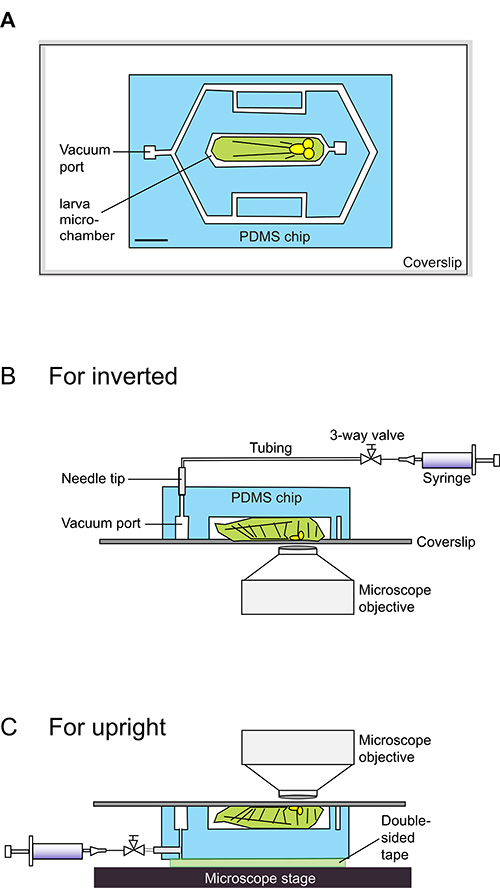 PDMS chip setups for larva study; diagram showing inverted/upright microscope stage configurations.