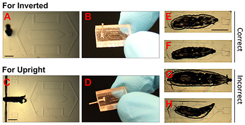 Inverted and upright microscopy setup; device handling; chip alignment; microscopy results.