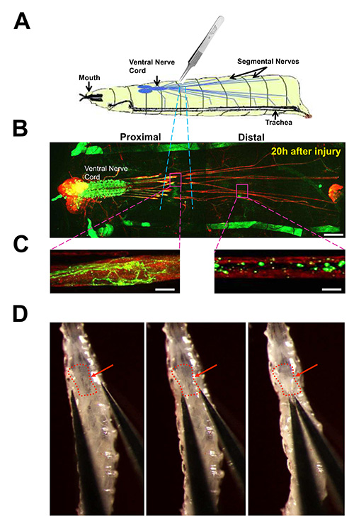 Insect nervous system injury and repair; diagram, microscopy images showing nerve regeneration analysis.