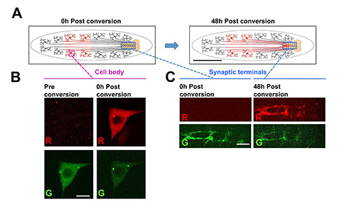 Drosophila neuron diagram, fluorescent staining, cell body, synaptic terminals, conversion analysis.