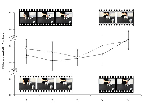 Graph with filmstrip images shows FDI normalized MEP amplitude in motor neuron study.
