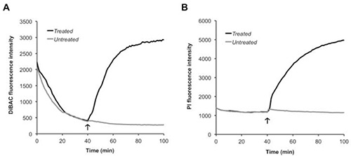 Fluorescence intensity graphs; DIBAC and PI, treated vs. untreated, time in minutes.