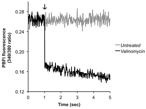 PBFI fluorescence graph, time vs ratio, untreated vs valinomycin, fluorescence analysis results.