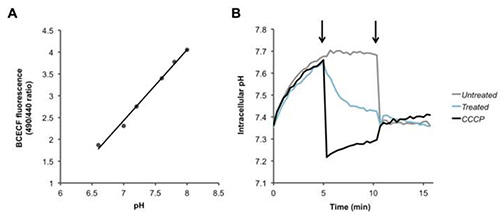 BECEF fluorescence vs. pH calibration and intracellular pH change; line graph, time chart, pH analysis.