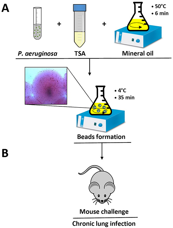 P. aeruginosa beads formation process in mineral oil, diagram of chronic lung infection mouse model.