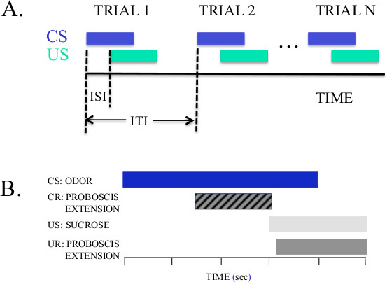 Classical conditioning diagram; CS-US trials timeline and response analysis in behavioral study.