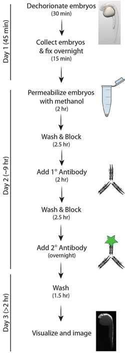 Embryo immunostaining flowchart: methanol permeabilization, antibody treatment, imaging process.