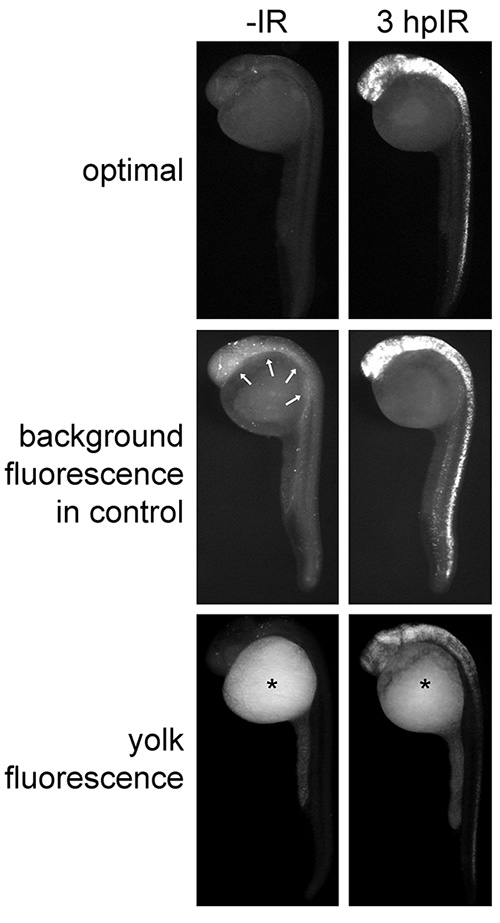 Embryo fluorescence analysis; comparative microscopy images of control and treated samples.