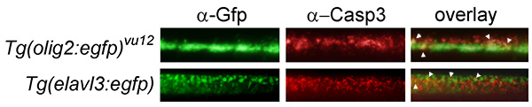 Fluorescence microscopy analysis; α-Gfp, α-Casp3 expression; cell apoptosis detection; overlay diagram.