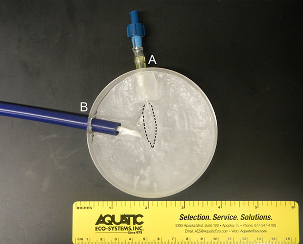 Electrophysiological Recording in the Brain of Intact Adult Zebrafish