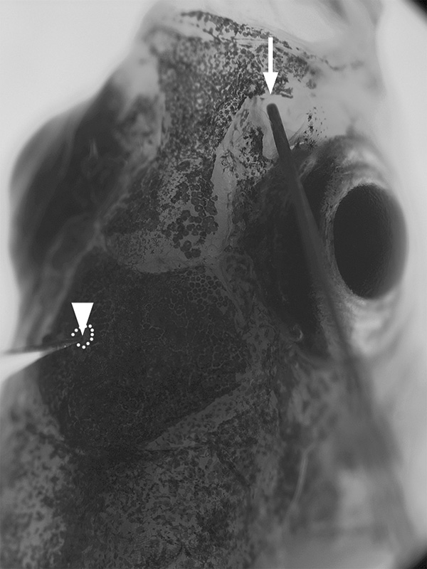 figure-protocol-2