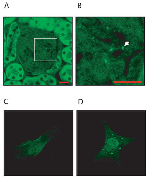 Fluorescence microscopy images; cellular structures; green fluorescence; microscopy results.