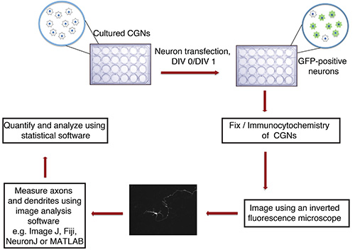 figure-protocol-1