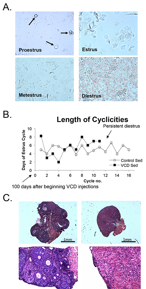 figure-results-2 Estrous cycle stages: Proestrus, Estrus, Metestrus, Diestrus with cell microscopy; cyclicitiy length graph.