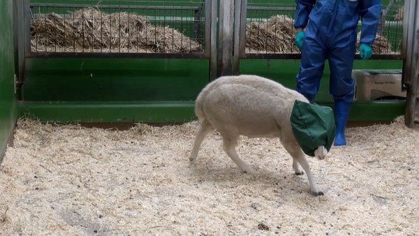figure-results-2 Sheep behavior study; sensory deprivation experiment; lab animal observation; behavioral science.