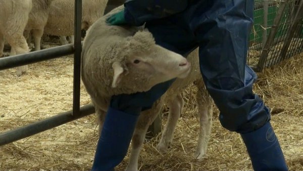 figure-results-3 Sheep handling technique during veterinary examination, agriculture and animal husbandry.