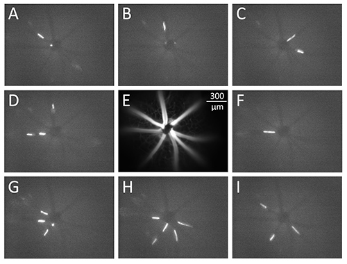 figure-results-1 Time-lapse sequence of fluorescence microscopy showing cellular microtubule dynamics in mitosis.