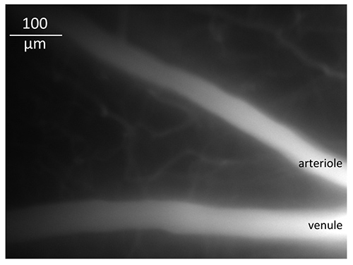 figure-results-3 Microscope image showing arteriole, venule; scale 100µm; vascular biology visualization.