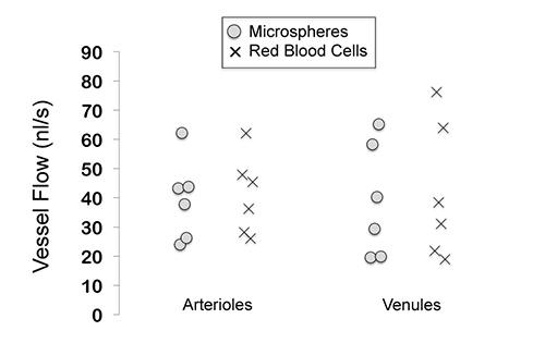 figure-results-4 Vessel flow comparison graph; microspheres vs. red blood cells in arterioles, venules